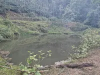  Agricultural Land for Sale in Madikeri, Kodagu