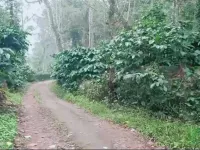  Agricultural Land for Sale in Madikeri, Kodagu