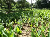  Agricultural Land for Sale in Chittur, Palakkad