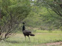  Agricultural Land for Sale in Madhugiri, Tumkur