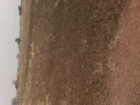  Agricultural Land for Sale in Kohir, Sangareddy