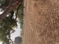  Agricultural Land for Sale in Kohir, Sangareddy