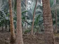  Agricultural Land for Sale in Amalapuram, East Godavari