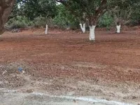  Agricultural Land for Sale in Tondangi, East Godavari