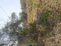  Industrial Land for Sale in Mangaon, Raigad