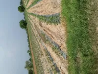  Agricultural Land for Sale in Kosli, Rewari
