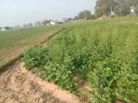  Industrial Land for Sale in Dharuhera, Rewari