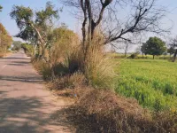  Agricultural Land for Sale in Farrukhnagar, Gurgaon