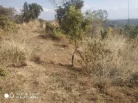  Agricultural Land for Sale in Bhawarna, Kangra