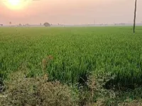  Agricultural Land for Sale in Nidadavole, West Godavari