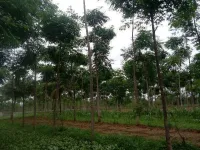  Agricultural Land for Sale in Lepakshi, Anantapur