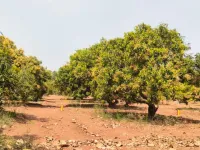 1 BHK Farm House for Sale in Orvakal, Kurnool