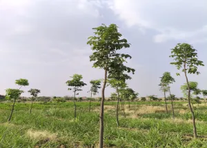  Agricultural Land for Sale in Narayankhed, Sangareddy