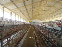 Agricultural Land for Sale in HD Kote Road, Mysore