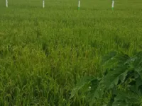  Agricultural Land for Sale in Ecr To Marakanam Road, Chennai