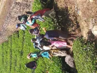  Agricultural Land for Sale in Valparai, Coimbatore