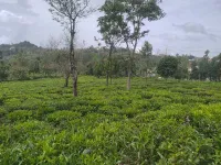  Agricultural Land for Sale in Kotagiri, Nilgiris