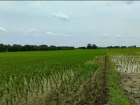  Agricultural Land for Sale in Kankipadu, Vijayawada