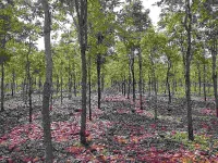  Agricultural Land for Sale in Gangawati, Koppal