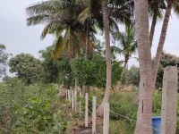  Agricultural Land for Sale in Shankarpally, Rangareddy