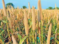  Agricultural Land for Sale in Theni Sidco, 