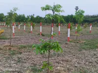  Agricultural Land for Sale in Chengalpet, Chennai