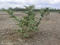  Agricultural Land for Sale in Madhurandagam, Chennai