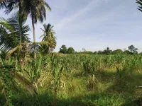 Agricultural Land for Sale in Marungulam, Thanjavur