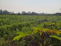  Agricultural Land for Sale in Muthur Road, Erode