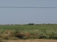  Agricultural Land for Sale in Dhandhuka, Ahmedabad