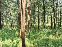  Agricultural Land for Sale in Thuraiyur, Tiruchirappalli