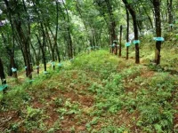  Residential Plot for Sale in Kolathur, Kasaragod