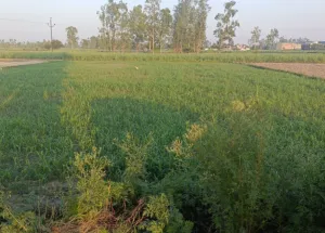  Agricultural Land for Sale in Kanth Road, Moradabad