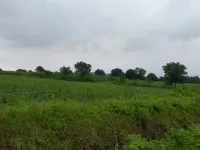  Agricultural Land for Sale in Mangrol, Surat