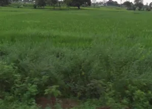 Agricultural Land for Sale in Tandur, Vikarabad