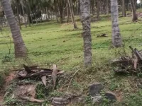  Agricultural Land for Sale in Pollachi, Coimbatore