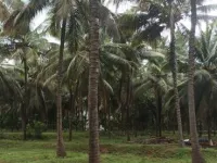  Agricultural Land for Sale in Pollachi, Coimbatore