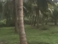  Agricultural Land for Sale in Pollachi, Coimbatore