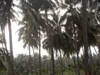 Agricultural Land for Sale in Pollachi, Coimbatore