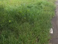  Agricultural Land for Sale in Vansda, Navsari