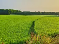  Agricultural Land for Sale in Chikhli, Navsari