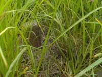  Agricultural Land for Sale in Nidadavole, West Godavari