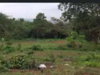 Residential Plot for Sale in Palampur, Kangra