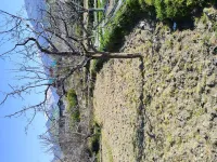  Agricultural Land for Sale in Kullu - Naggar - Manali Road