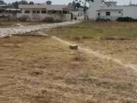  Residential Plot for Sale in Paonta Sahib, Sirmour