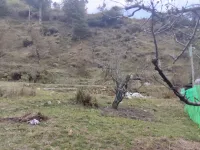  Agricultural Land for Rent in Hadimba Temple Road, Manali