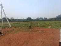  Residential Plot for Sale in Nayapali, Bhubaneswar