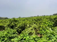  Industrial Land for Sale in Benachity, Durgapur