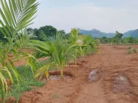 Agricultural Land for Sale in Ramanagara, Bangalore