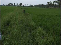  Agricultural Land for Sale in Kovvur, West Godavari